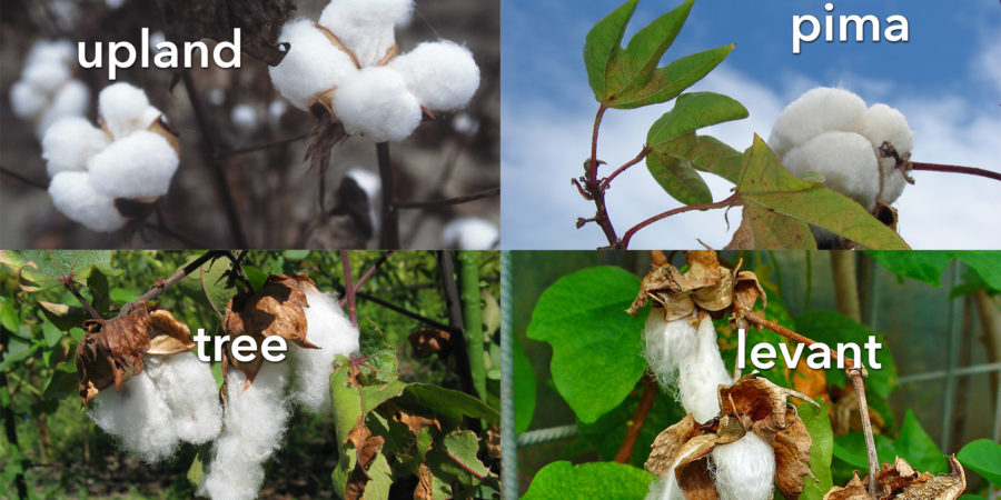 Types of Cotton